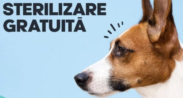 Campanie de sterilizări gratuite a câinilor, în Băicoi. Vezi anunțul primarului Marius Constantin Campanie de sterilizări gratuite a câinilor, în Băicoi. Vezi anunțul primarului Marius Constantin