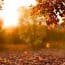 Fructul românesc pe care cu greu îl mai găsești în piețe. A ajuns și 25 de lei un kg: „Din cauza secetei, nu s-au dezvoltat mai deloc”