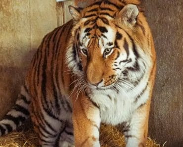 Un bărbat a murit după ce a sărit în țarcul tigrilor. Grădina zoologică a confirmat că animalul nu va fi eutanasiat Un bărbat a murit după ce a sărit în țarcul tigrilor. Grădina zoologică a confirmat că animalul nu va fi eutanasiat