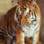Un bărbat a murit după ce a sărit în țarcul tigrilor. Grădina zoologică a confirmat că animalul nu va fi eutanasiat