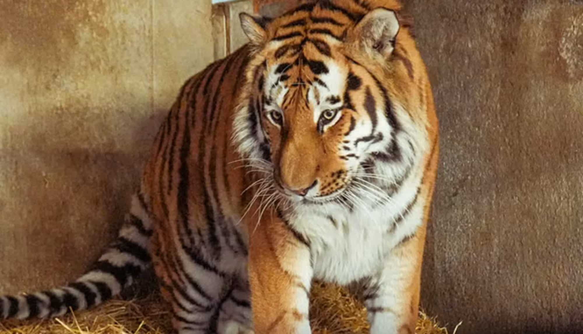 Un bărbat a murit după ce a sărit în țarcul tigrilor. Grădina zoologică a confirmat că animalul nu va fi eutanasiat Un bărbat a murit după ce a sărit în țarcul tigrilor. Grădina zoologică a confirmat că animalul nu va fi eutanasiat