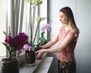 Când trebuie să aduci plantele din balcon și grădină în casă. Temperatura care le poate pune în pericol Când trebuie să aduci plantele din balcon și grădină în casă. Temperatura care le poate pune în pericol