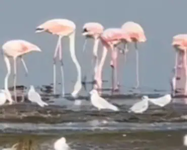 Lacul din România unde au apărut mai multe păsări flamingo. Vin aici de mai mulți ani Lacul din România unde au apărut mai multe păsări flamingo. Vin aici de mai mulți ani