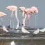 Lacul din România unde au apărut mai multe păsări flamingo. Vin aici de mai mulți ani