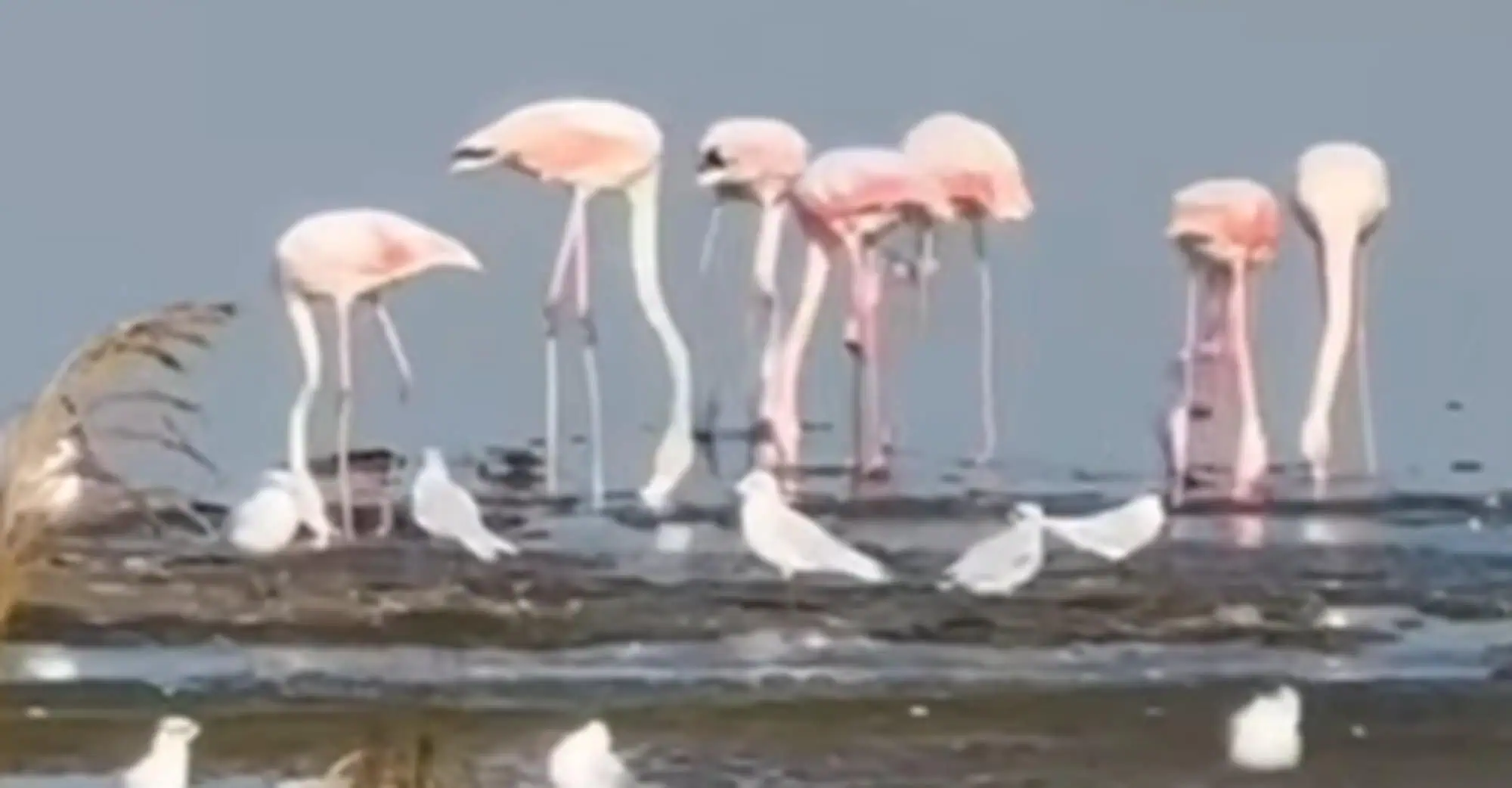 Lacul din România unde au apărut mai multe păsări flamingo. Vin aici de mai mulți ani