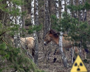 La 40 de ani de la dezastru, Cernobîl a devenit ce nimeni nu anticipase: o rezervație naturală. Motivul este deprimant