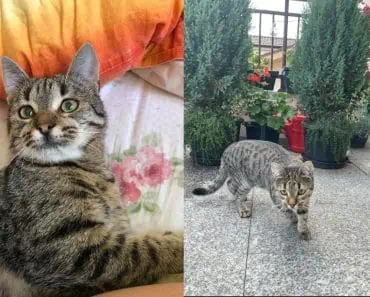 Se caută motanul Simba! A supraviețuit accidentului tragic din Vâlcea, dar a dispărut fără urmă. Are probleme grave de sănătate Se caută motanul Simba! A supraviețuit accidentului tragic din Vâlcea, dar a dispărut fără urmă. Are probleme grave de sănătate