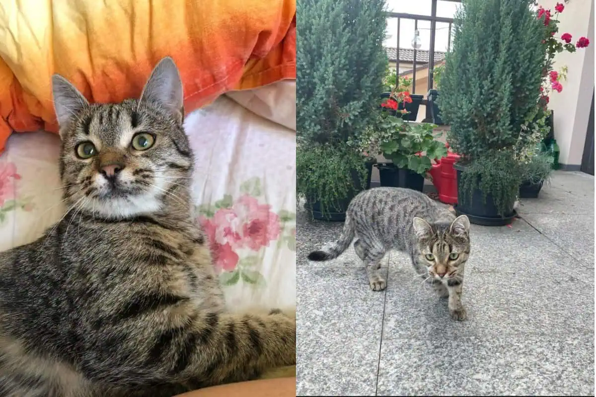 Se caută motanul Simba! A supraviețuit accidentului tragic din Vâlcea, dar a dispărut fără urmă. Are probleme grave de sănătate Se caută motanul Simba! A supraviețuit accidentului tragic din Vâlcea, dar a dispărut fără urmă. Are probleme grave de sănătate