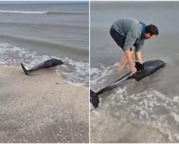 Gest emoționant pe plaja din Eforie! Un tânăr a salvat un delfin eșuat, iar imaginile au impresionat internetul Gest emoționant pe plaja din Eforie! Un tânăr a salvat un delfin eșuat, iar imaginile au impresionat internetul