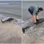 Gest emoționant pe plaja din Eforie! Un tânăr a salvat un delfin eșuat, iar imaginile au impresionat internetul