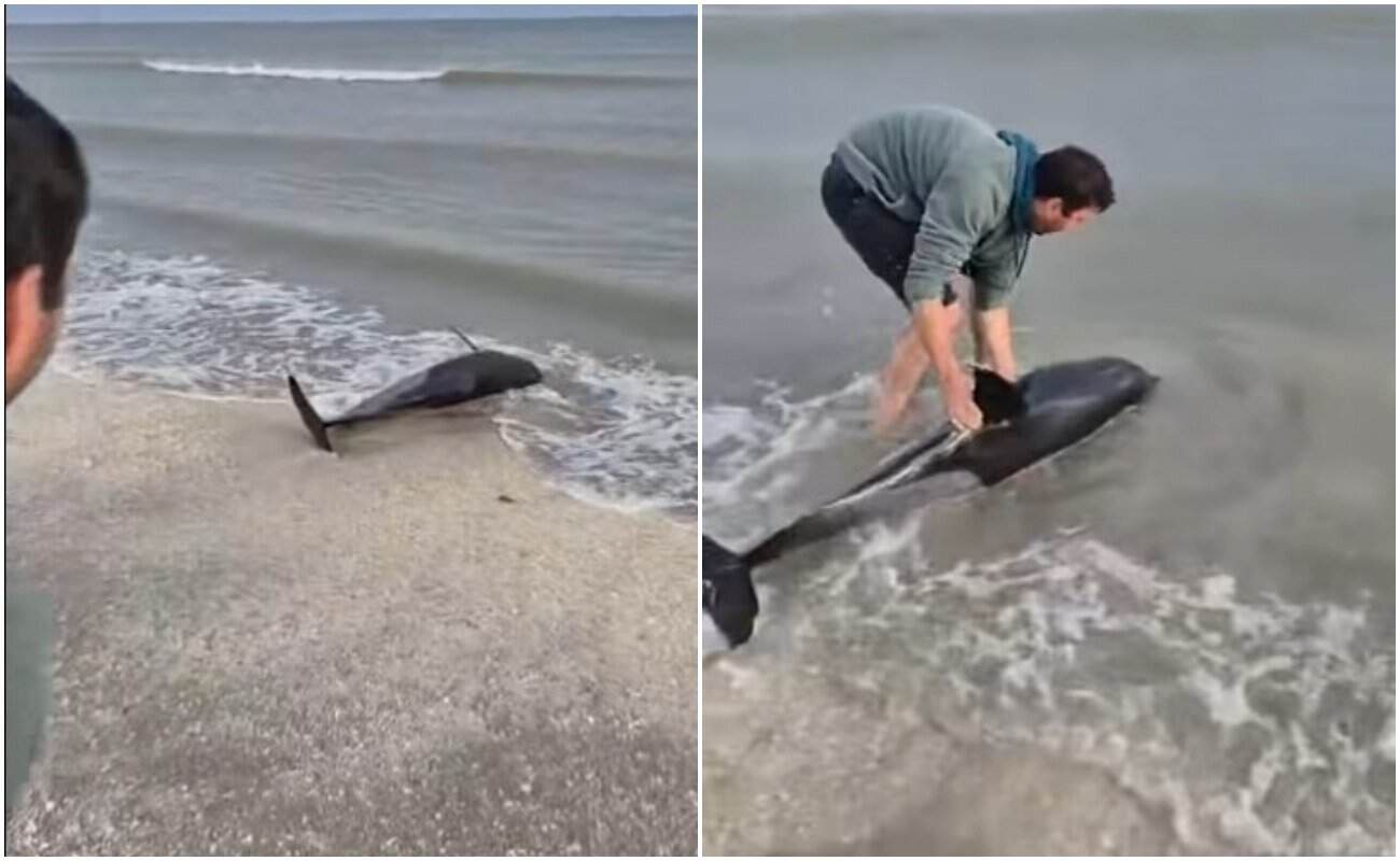 Gest emoționant pe plaja din Eforie! Un tânăr a salvat un delfin eșuat, iar imaginile au impresionat internetul Gest emoționant pe plaja din Eforie! Un tânăr a salvat un delfin eșuat, iar imaginile au impresionat internetul