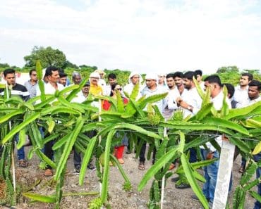 Fructul rezistent la secetă care a îmbogățit un fermier. Cum a ajuns la un profit anual de 185.000 de euro dintr-o plantă exotică Fructul rezistent la secetă care a îmbogățit un fermier. Cum a ajuns la un profit anual de 185.000 de euro dintr-o plantă exotică