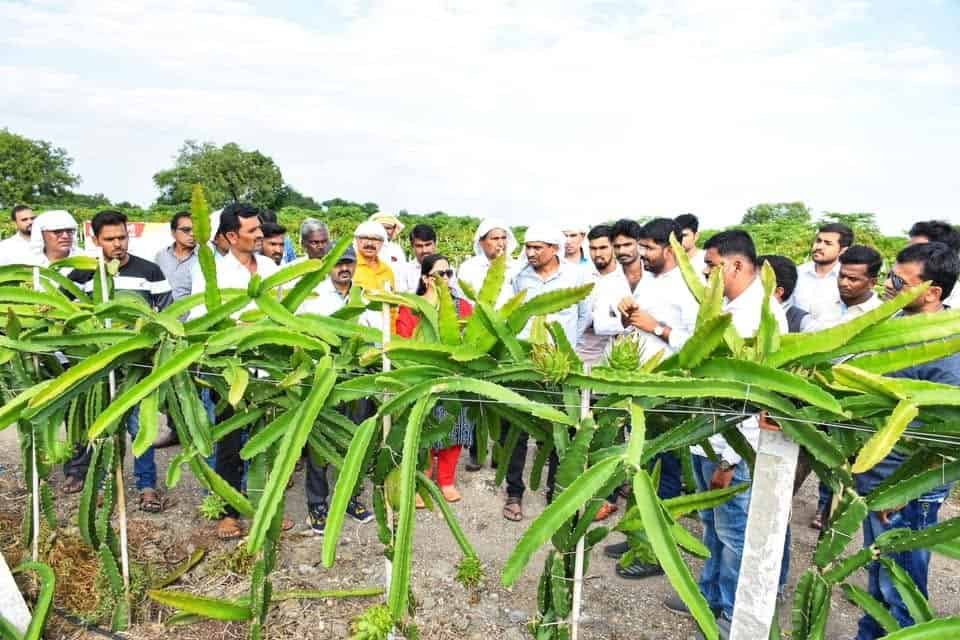 Fructul rezistent la secetă care a îmbogățit un fermier. Cum a ajuns la un profit anual de 185.000 de euro dintr-o plantă exotică