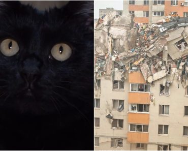 Miracol în Rahova! O pisică a supraviețuit patru luni printre ruinele blocului explodat. Cum a fost salvată Sheba