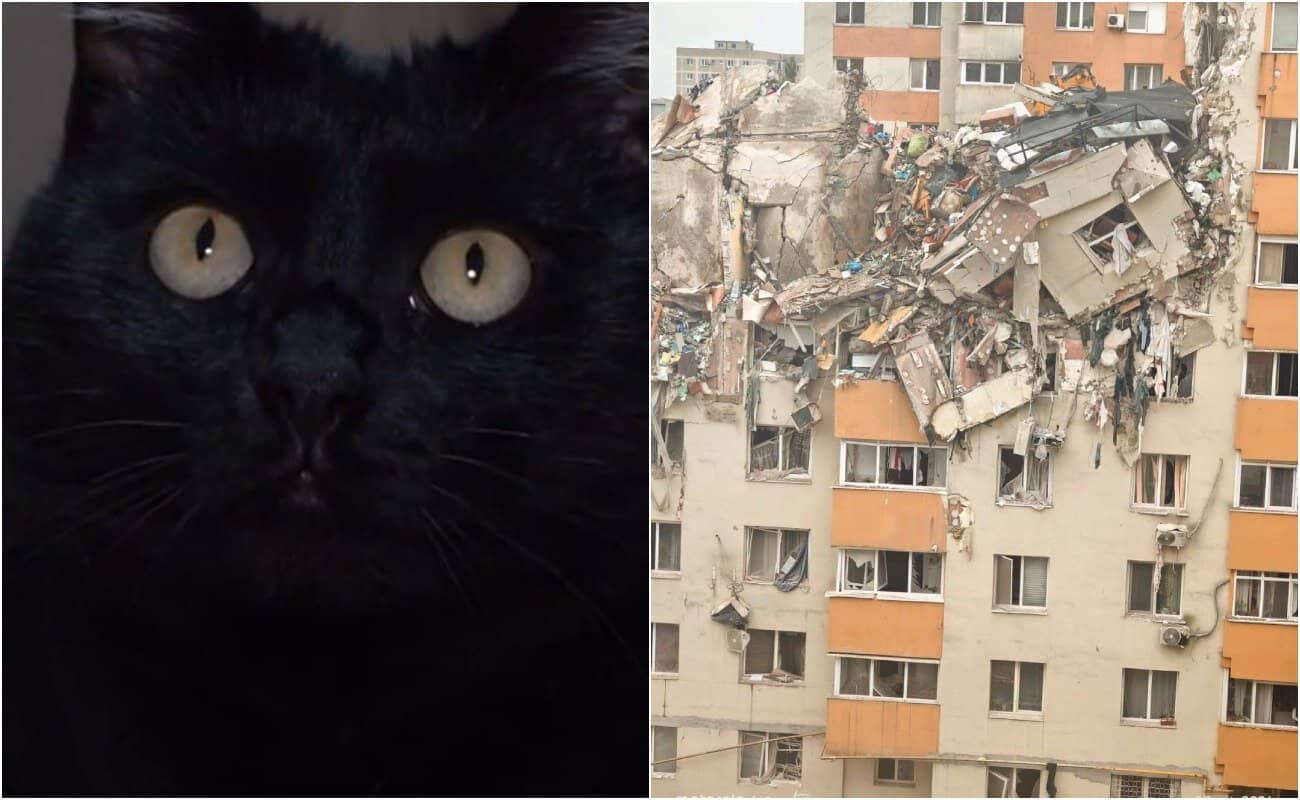 Miracol în Rahova! O pisică a supraviețuit patru luni printre ruinele blocului explodat. Cum a fost salvată Sheba Miracol în Rahova! O pisică a supraviețuit patru luni printre ruinele blocului explodat. Cum a fost salvată Sheba