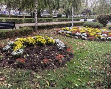 Pentru a doua noapte consecutiv, hoții au furat crizantemele plantate de SGU. Administratia locala doarme!
