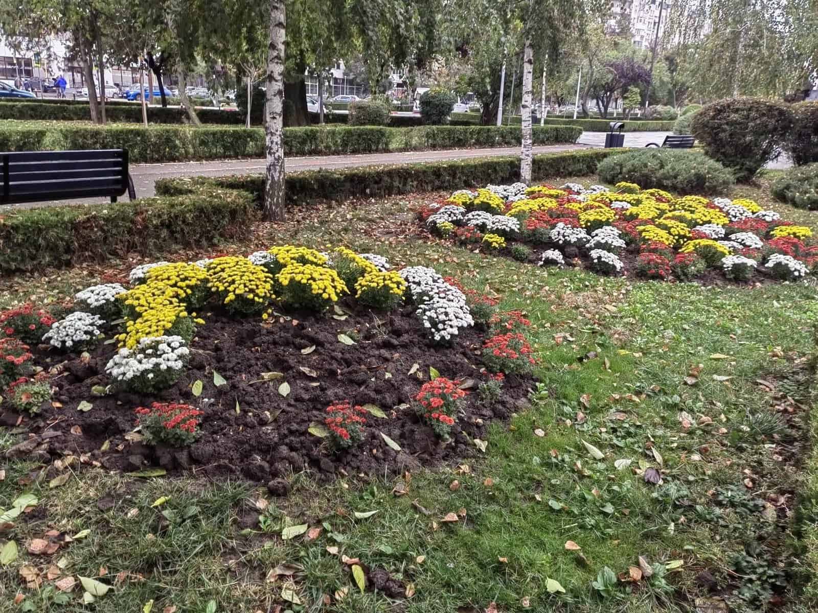 Pentru a doua noapte consecutiv, hoții au furat crizantemele plantate de SGU. Administratia locala doarme!