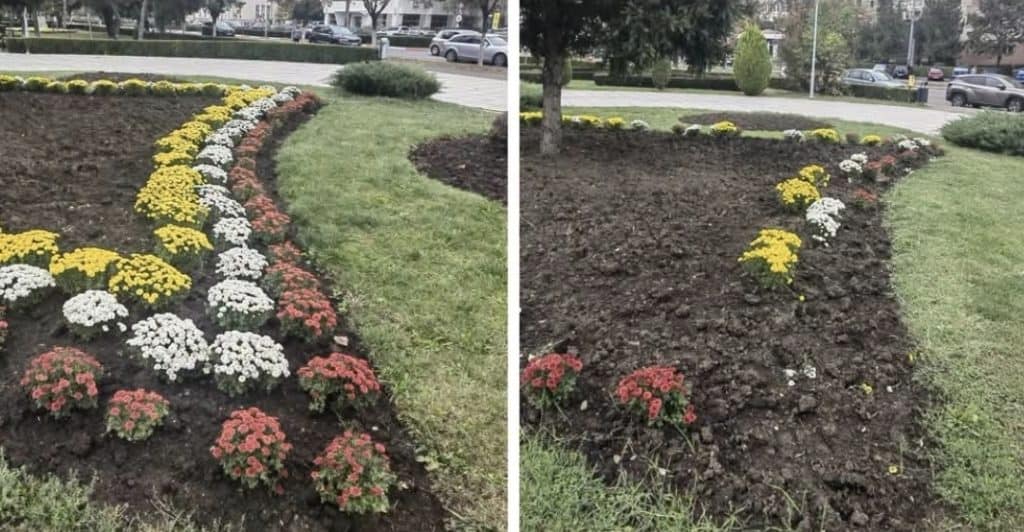 Hoții au furat aproape toate tufănelele plantate de SGU în centrul Ploieștiului!