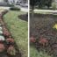 Hoții au furat aproape toate tufănelele plantate de SGU în centrul Ploieștiului!