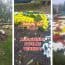 VIDEO: În Ploiești, sunt furate florile din centru! Autoritățile? Tufe de Veneția!