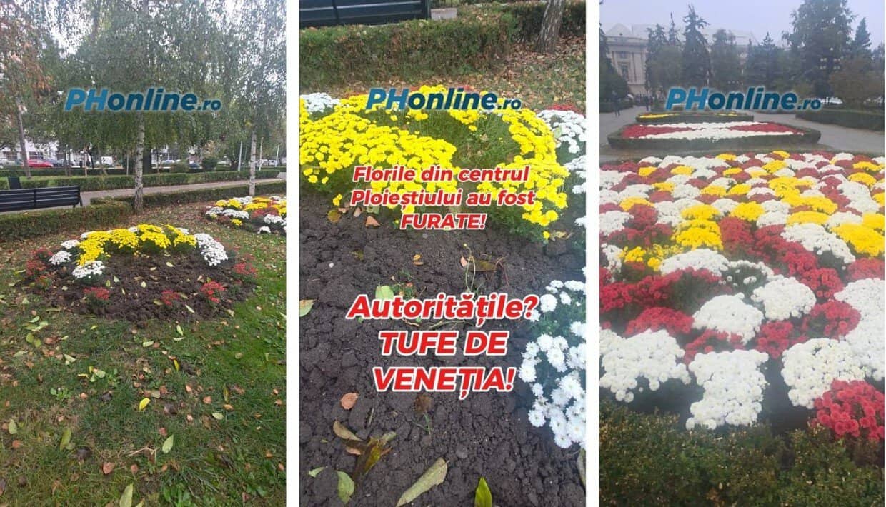 VIDEO: În Ploiești, sunt furate florile din centru! Autoritățile? Tufe de Veneția!