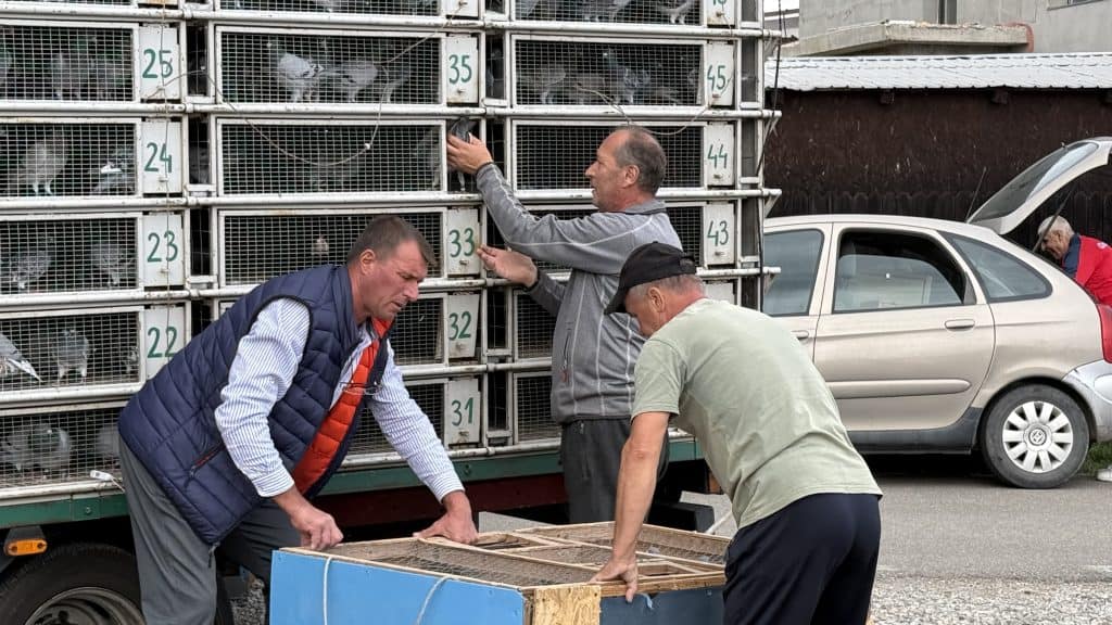 Porumbei de mii de euro, crescuți în Prahova. Campionii din Bănești au parcurs 243 km din Bulgaria în puțin peste trei ore