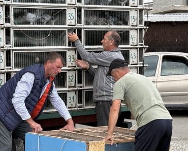 Porumbei de mii de euro, crescuți în Prahova. Campionii din Bănești au parcurs 243 km din Bulgaria în puțin peste trei ore