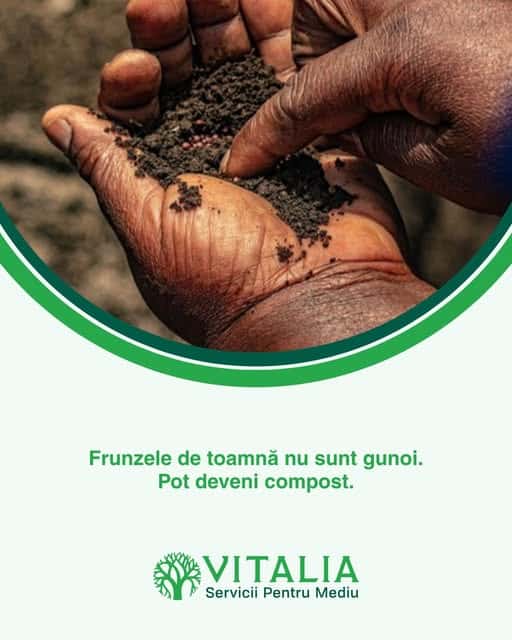 Vitalia Mediu: Frunzele de toamnă pot deveni compost